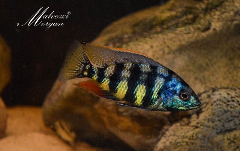 Protomelas sp. 'johnstoni solo'